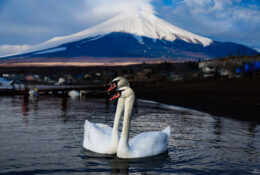 Japan_Sakura_2025 (1/79)